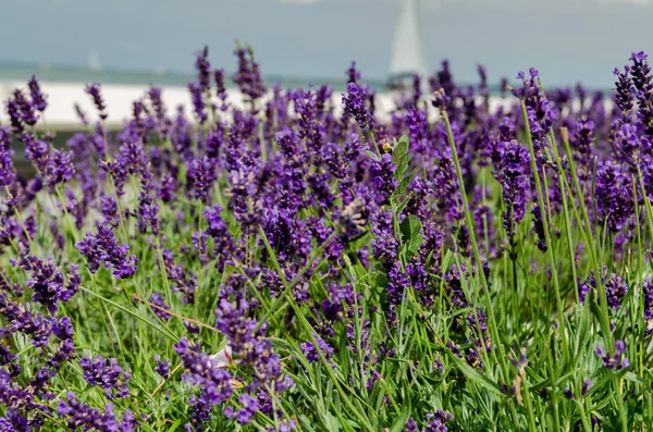 Beautiful lavender background scenic view