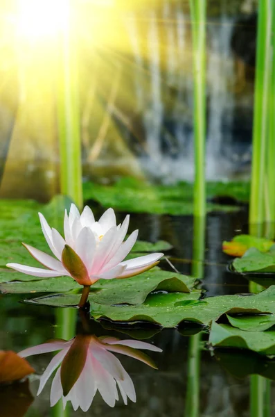 Schöne Lotusblume Aus Nächster Nähe — Stockfoto