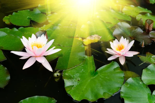 Güzel Lotus Çiçeği Yakın Çekim — Stok fotoğraf