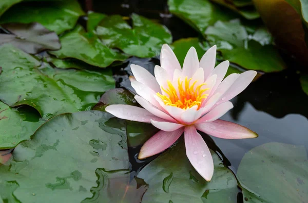 Vackra Lotusblomma Närbild — Stockfoto