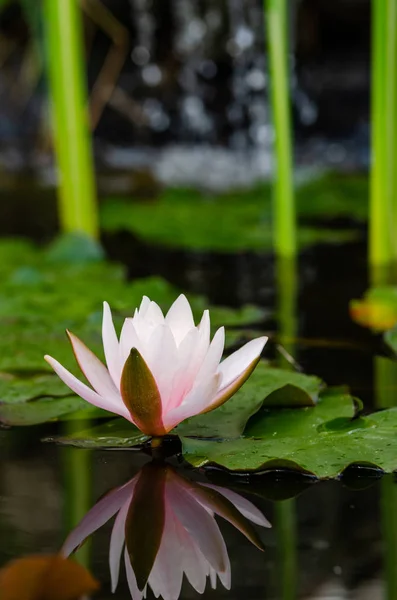 朵美丽的莲花关闭 — 图库照片