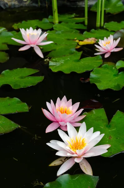 Bellissimo Fiore Loto Vicino — Foto Stock