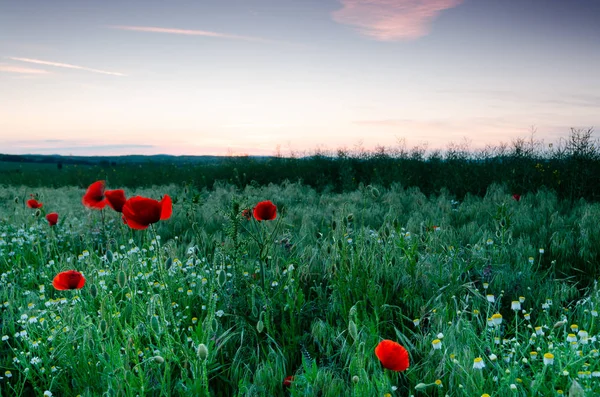 Czerwone Tulipany Dziedzinie Maki — Zdjęcie stockowe