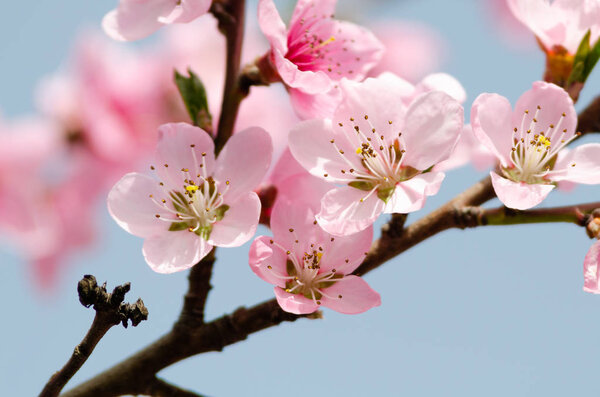 beautiful peach blossom close up 