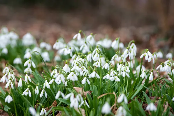 Bonitas Gotas Neve Fundo Perto — Fotografia de Stock