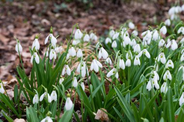 güzel kardelen arka plan doğa manzara