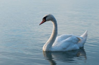 Balaton Gölü manzaralı kuğular 