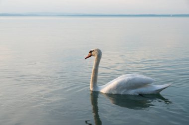 Balaton Gölü manzaralı kuğular 