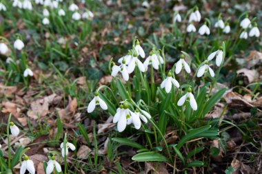 güzel kardelen arka plan doğa manzara