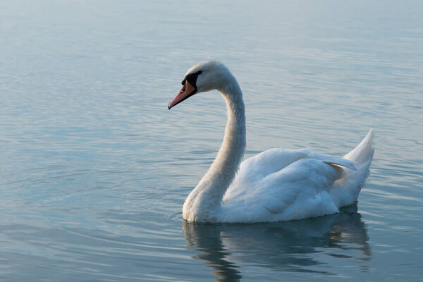 swans on lake Balaton scenic view 