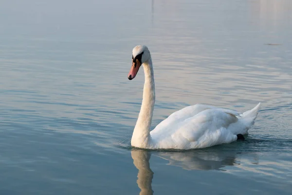 Hattyúk Balaton Festői Látványán — Stock Fotó