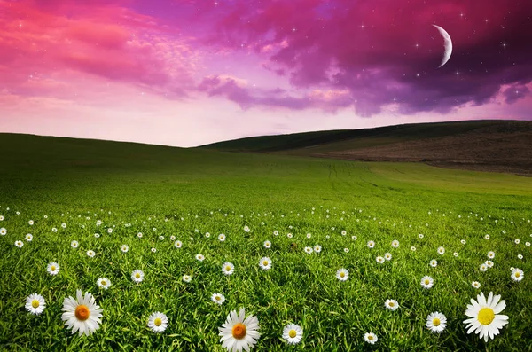 Daisy Flower Field Night Elements Image Furnished Nasa — Stock Photo, Image