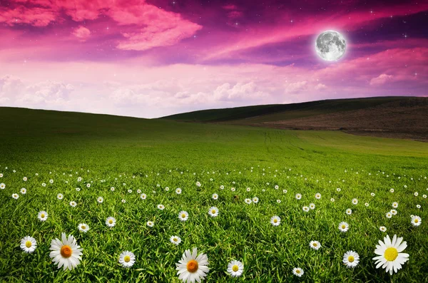 Daisy Flower Fält Natten Delar Denna Bild Från Nasa — Stockfoto