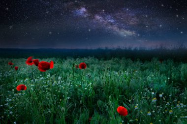 Güzel gelincikler gece gökyüzünün altında süt yolunda yetişiyor.