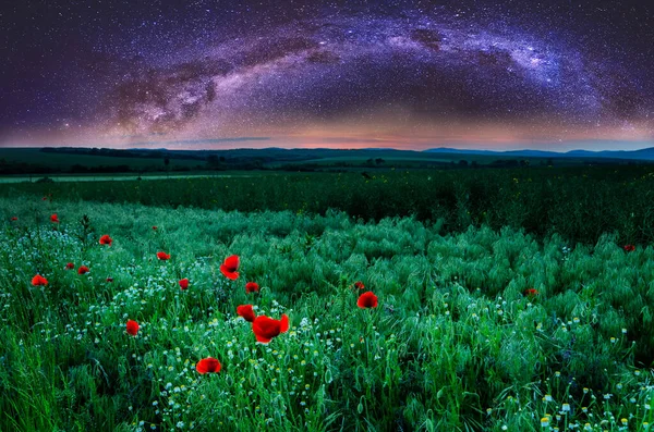 Beautiful Poppies Growing Field Night Sky Milk Way — Stock Photo, Image
