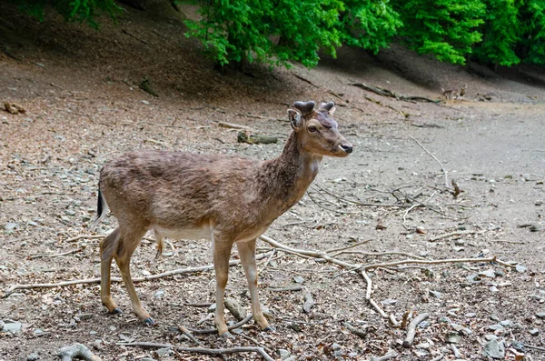 Bonito Jovem Veado Chão Perto Floresta — Fotografia de Stock