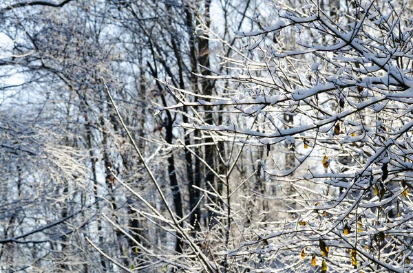 Pittoresk Uitzicht Eindeloos Besneeuwd Bos Zonnige Winterdag — Stockfoto