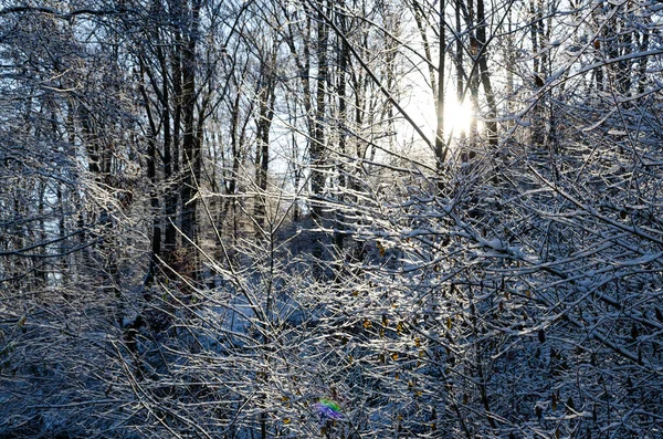 Pittoresk Uitzicht Eindeloos Besneeuwd Bos Zonnige Winterdag — Stockfoto