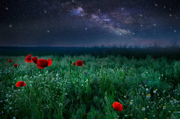 Hermosas Amapolas Creciendo Campo Bajo Cielo Nocturno Con Forma Leche Imagen de stock