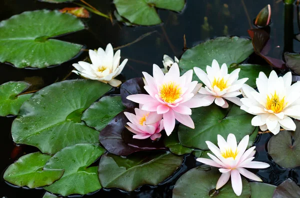 Lotusblüte Stockbild