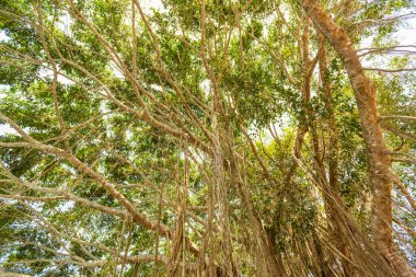 Ormandaki Liana Ormanı Bali, Endonezya