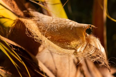 Yakın plan hindistan cevizi palmiyesi. Bali adasında güzel ve inanılmaz bir bitki örtüsü. Sarı hindistan cevizi Bali 'de tören malzemesi olarak kullanılır..