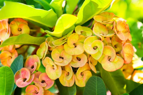 Corona Spine Cristo Spina Fiore Fioritura Con Foglie Verdi Sfondo — Foto Stock