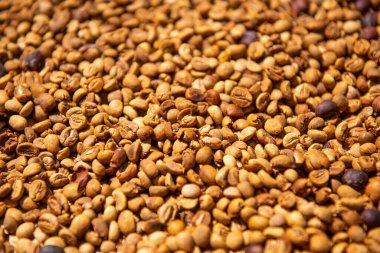 Çiğ Luwak kahvesi. Bali, Endonezya