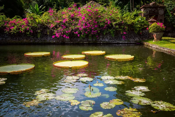 Estanque Con Flores Lotos Palacio Del Agua Tirta Gangga East — Foto de Stock