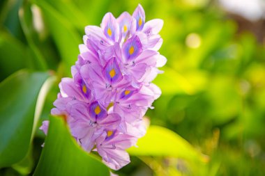 Brezilya Sümbülü Çiçeği. Flora Bali adasında. Endonezya