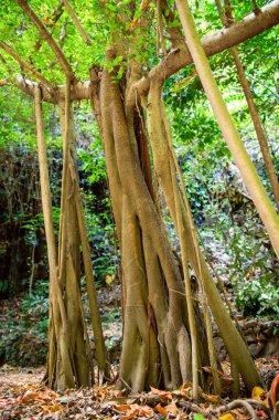 Genç kutsal Banyan ağacı, balerin doğası. Bali. Endonezya