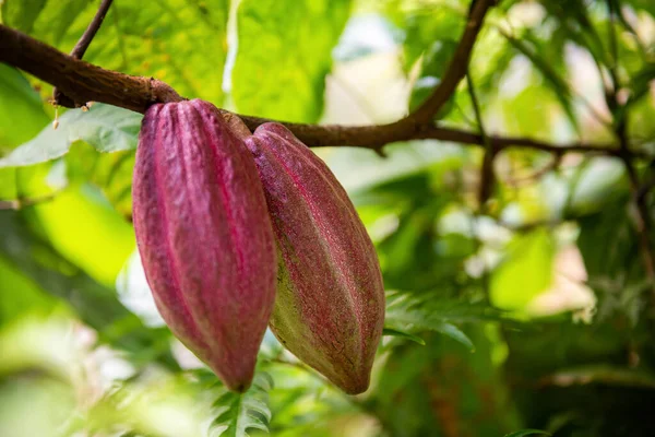 Cacao fruits on cocoa tree. The seeds from the fruits are called cocoa beans, which are used in chocolate, confectionery and cocoa powder. Flora of Bali island, Indonesia