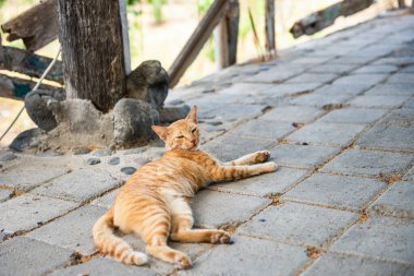 Başıboş kırmızı kedi. Endonezya, Bali 'de Sokak Kedileri