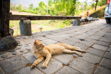 Başıboş kırmızı kedi. Endonezya, Bali 'de Sokak Kedileri