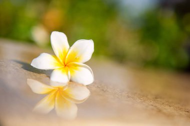 Güzel beyaz Frangipani spa çiçeğinin yakın plan fotoğrafı.. 