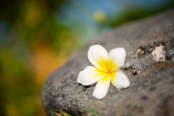 Κοντινή Φωτογραφία Από Όμορφο Λευκό Λουλούδι Spa Frangipani — Φωτογραφία Αρχείου