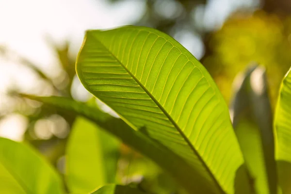 Wielki Zielony Liść Piękna Niesamowita Flora Wyspie Bali Indonezja — Zdjęcie stockowe