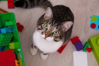 Çocuk odasında oyuncaklarla komik kedi