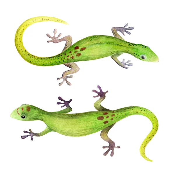 Ilustração Aquarela Dois Geckos Verdes Sobre Fundo Branco Isolado — Fotografia de Stock