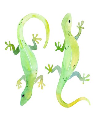 watercolor illustration of two green geckos on white background isolated clipart
