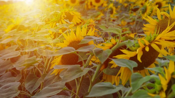 Sonnenblumenfeld Bei Sonnenuntergang Gefilterter Instagram Effekt — Stockfoto