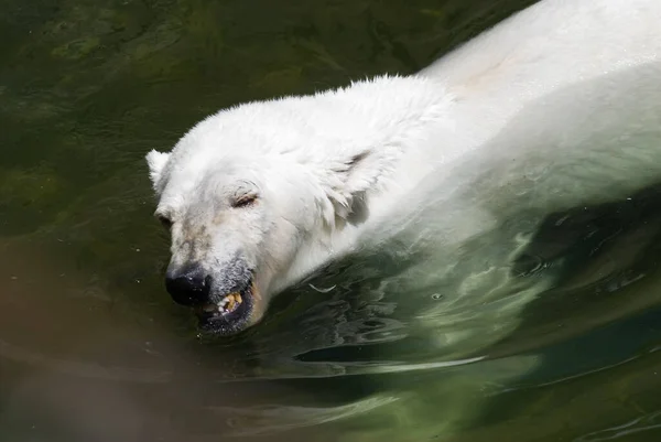 White bear swimming in water