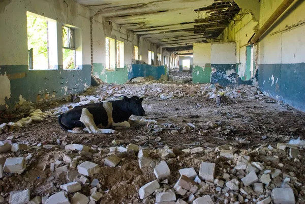 Cow resting inside abandoned building