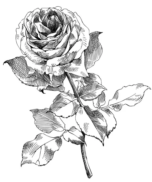 Disegno di una rosa, illustrazione vettoriale — Vettoriale Stock