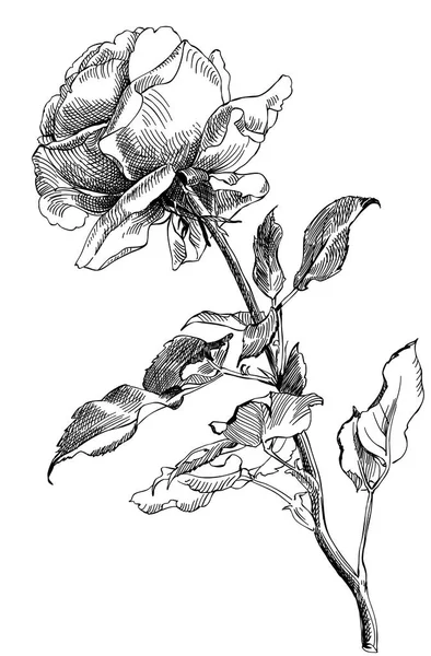 Kreslení růže, vektorové ilustrace — Stockový vektor
