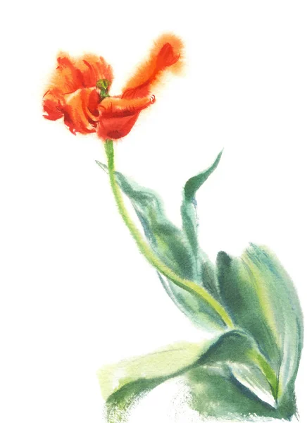 Leuchtend rote Tulpe — Stockfoto