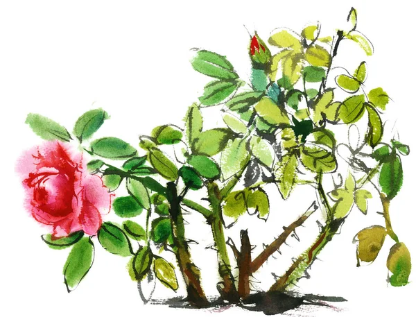 Rosa rosa arbusto — Foto de Stock