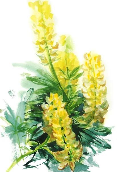 Aquarel Gele lupine — Stockfoto