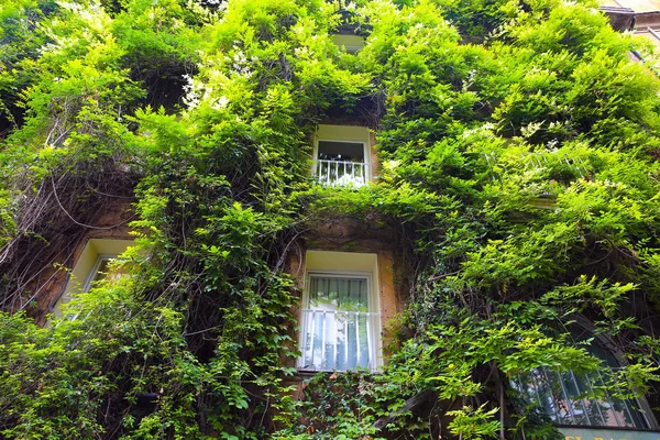 Feuillage Vert Sur Bâtiment Vintage — Photo