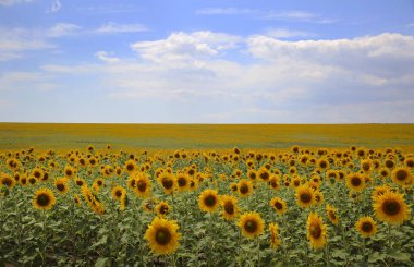 Mavi gökyüzünün arka plan ayçiçeği sahada